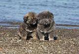 DOGUE DU TIBET 079